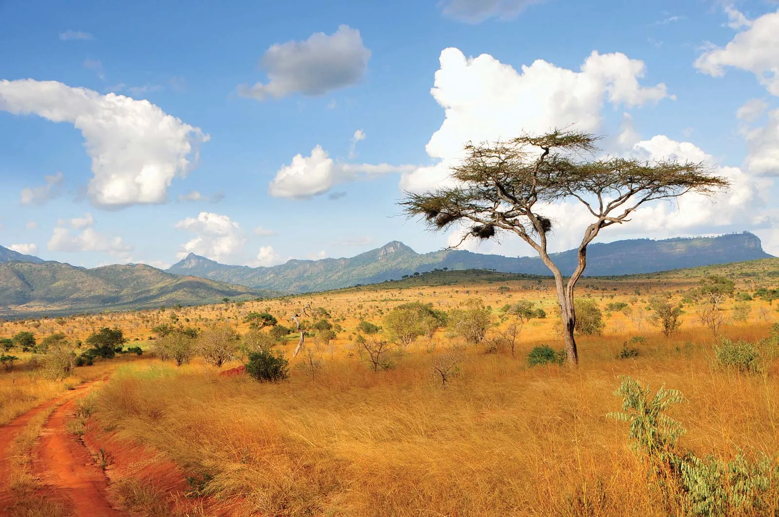 Acacia trees in Taita Hills, Kenya